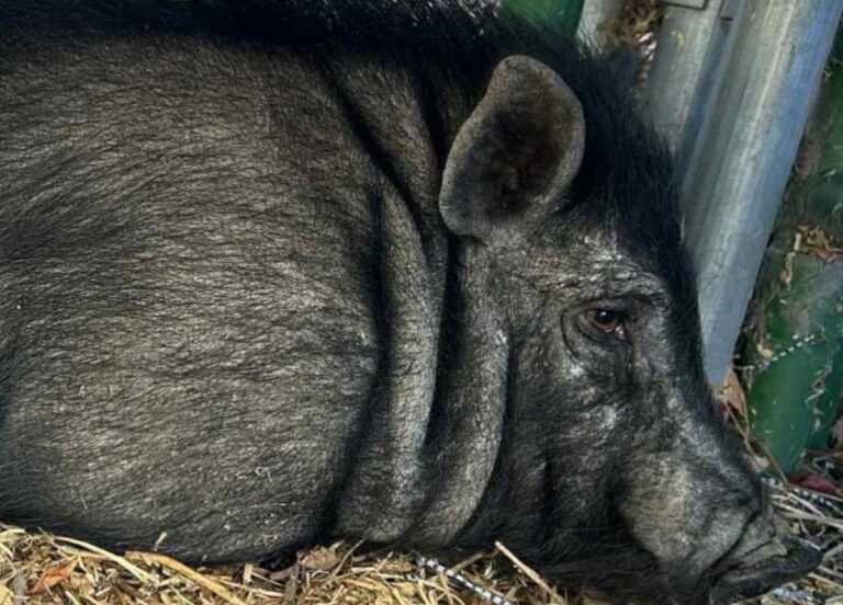 A Whole Pig Showed Up at an Idaho Animal Shelter; Can You Help Get Him Home?