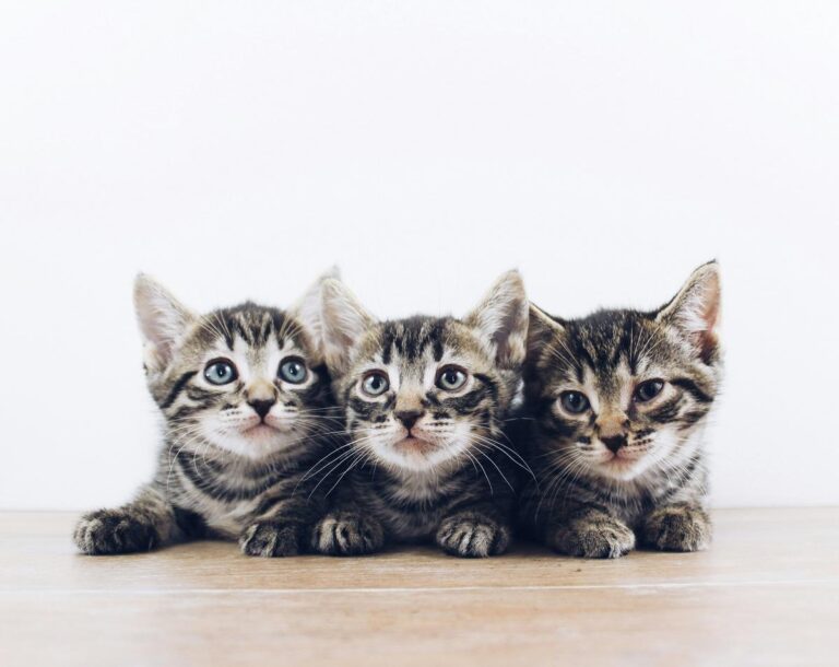 Herkimer County Humane Society Rescues Box of Abandoned Kittens