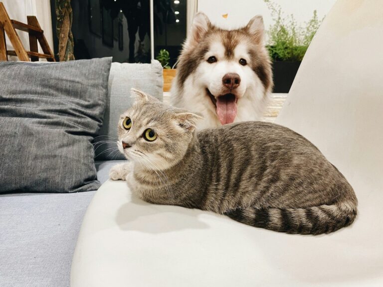 Popular Pet Names Reveal A Charming Trend In New York – WNBF