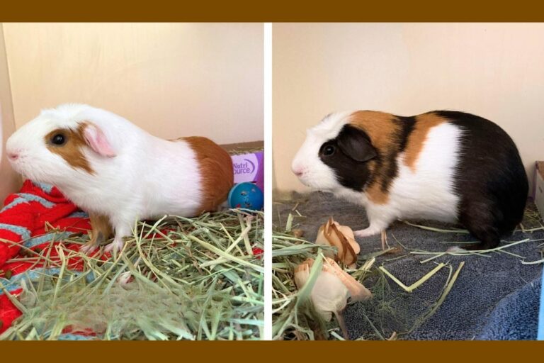 Meet Chowder and Gazpacho, Wenatchee Valley Humane Society's Pets of the Week