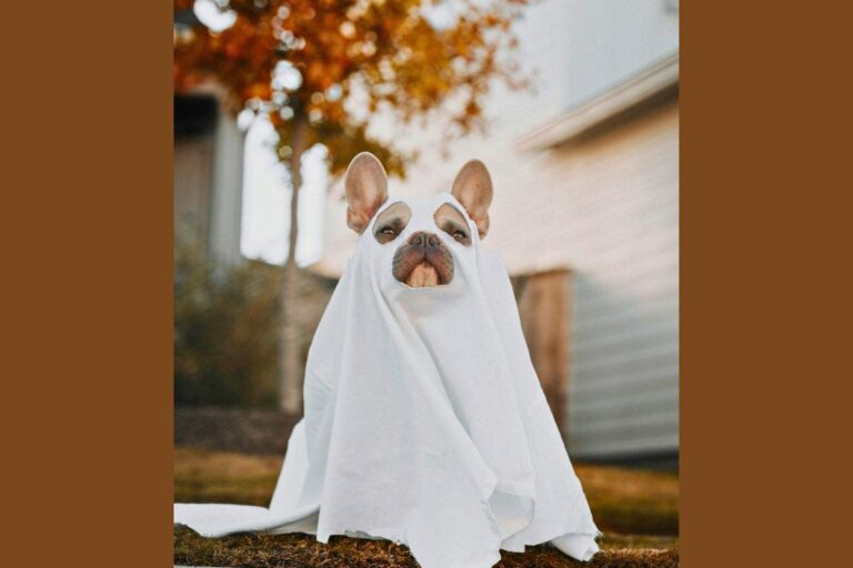 Nominate Your Pet in Costume for Pet-O-Ween 2025 – 103.3 WKFR