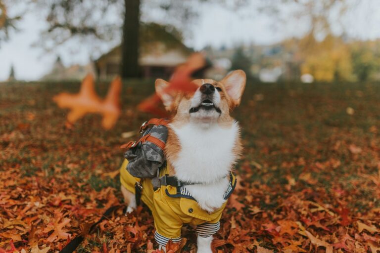 One in Six People Think Pets Enjoy Wearing Halloween Costumes – Hits 96 | WDOD-FM