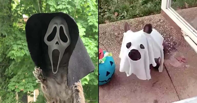 Pets in Costume Are the Halloween Treat We All Needed – iHeartDogs.com