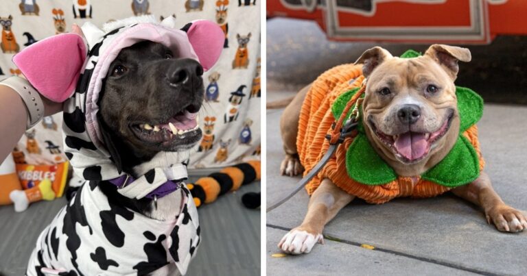 These Adoptable Dogs Are Feeling the Howl-oween Spirit! – ASPCA