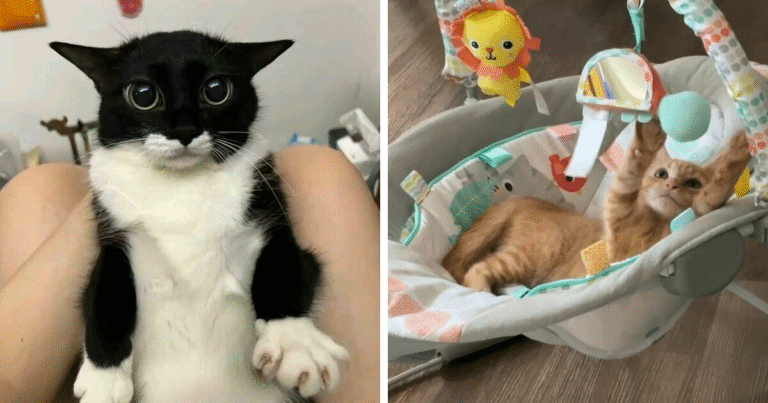 43 Animals So Happy, It Might Paint A Smile On Your Face – Bored Panda