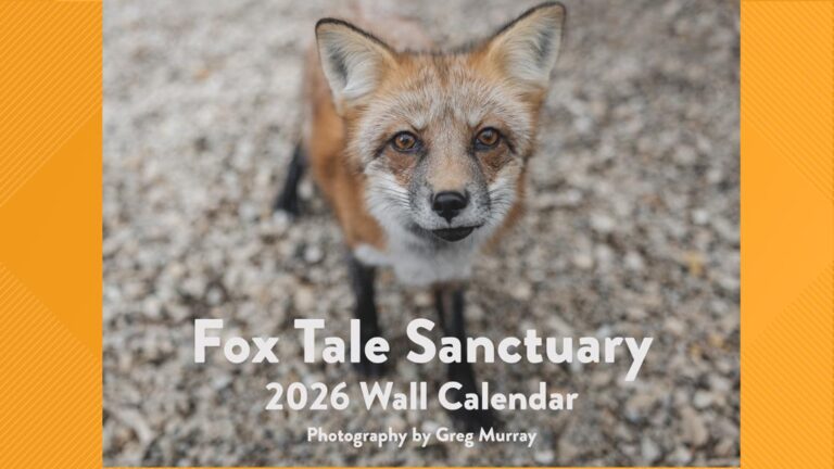 Cleveland photographer helps sanctuary expand home for rescued foxes: Ready Pet GO!