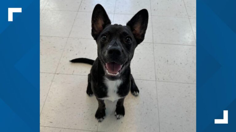 Meet Lil' Dumbo, Pet of the Week for Grand Companions