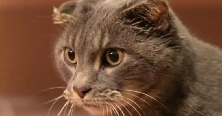 Earless Cat Finds Forever Home Thanks to Creative Animal Shelter Workers