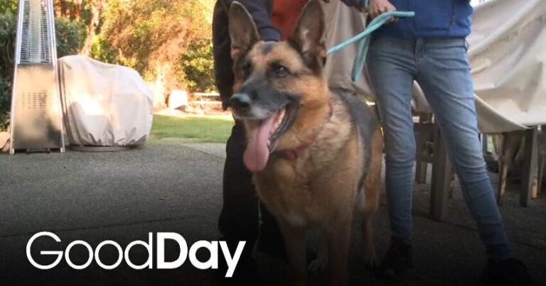 This Adorable Dog is Looking for Her Forever Home! | Pet of the Week – CBS News