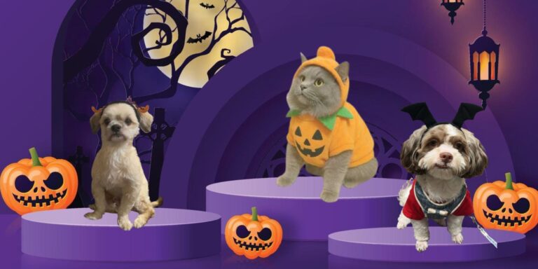 Pets: To dress or not to dress? – Malaya Business Insight