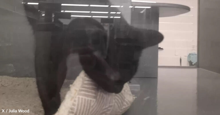 Cat Returned for Being Too Cuddly Finds Loving Forever Home For Christmas