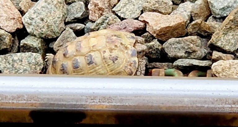 Escaped Pet Tortoise Wanders onto Train Tracks But is Saved by Railway Staff After …