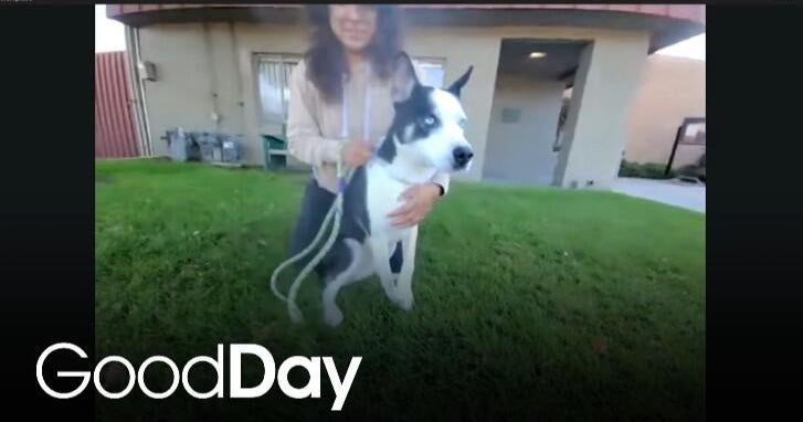 Adopt this Adorable Love Bug! | Pet of the Week – Good Day Sacramento – CBS News