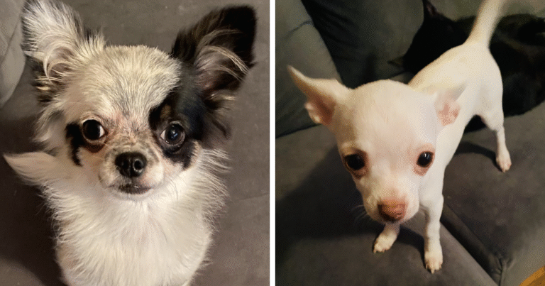 Life Of A Crazy Chihuahua Mama (35 Pics) | Bored Panda