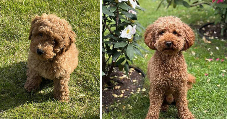 Hey Pandas, Show Us The First And Latest Photo Of Your Pet