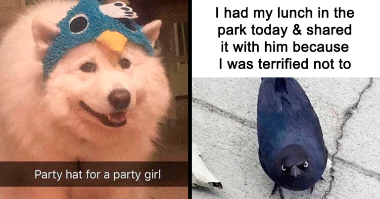 88 Chaotic Animal Memes To Distract You From Your The Chaos In Your Own Life (New Pics)