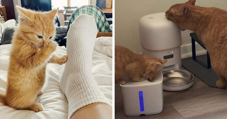 This Facebook Group Is The Place For Wholesome Animal Comedy, And These 28 New …