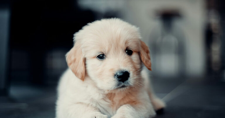 'Chubby Potato' Golden Retriever Pup's New Hiding Spot Is Way Too Cute – Parade Pets