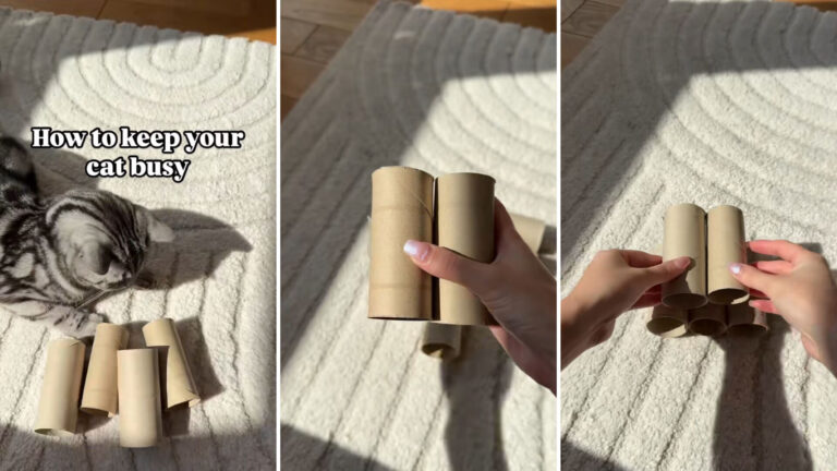 Pet owner demonstrates genius trick using old toilet paper rolls: 'Such a cute idea'
