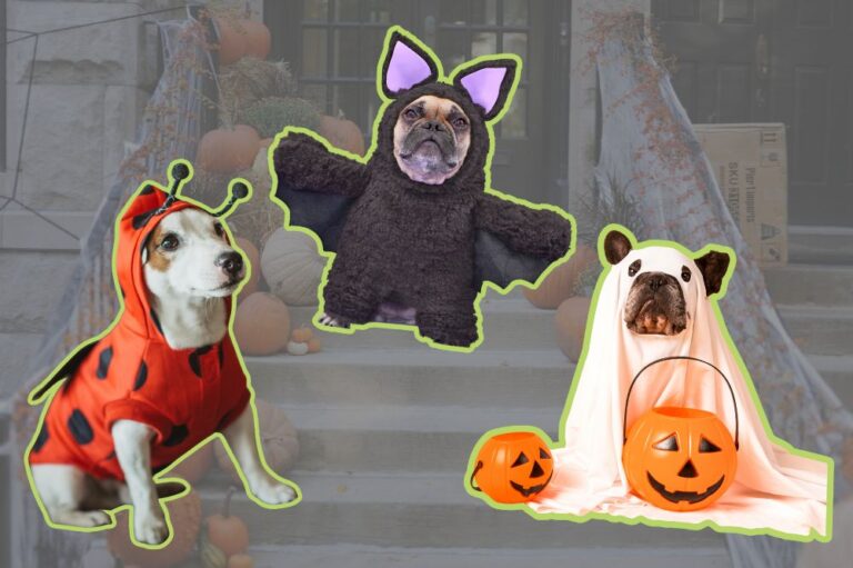 Howl-O-Ween Pet Parade Happening in Hoboken on 10/25