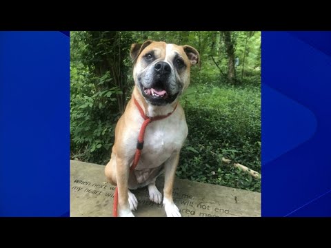 Bea the dog up for adoption at the Humane Educational Society of Chattanooga – YouTube