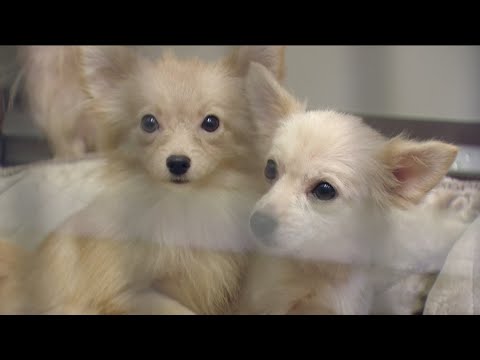 San Diego Humane rescues 13 pets from a hoarder home in Vista – YouTube