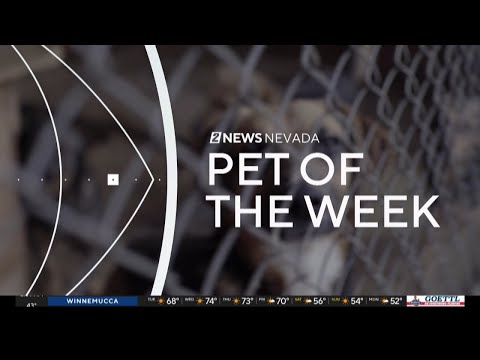 Pet of the Week: Lola the dog – YouTube