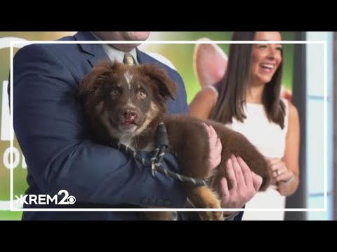 Pick of the Litter: Meet Milkdud, a two-month-old Australian Shepard – YouTube