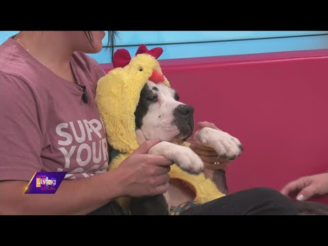Pet of the Week | Diamond – YouTube
