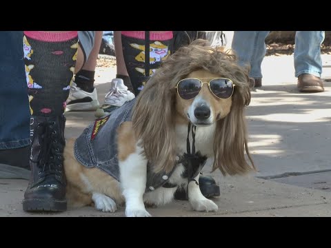 Tour de Corgi takes place in Fort Collins – YouTube