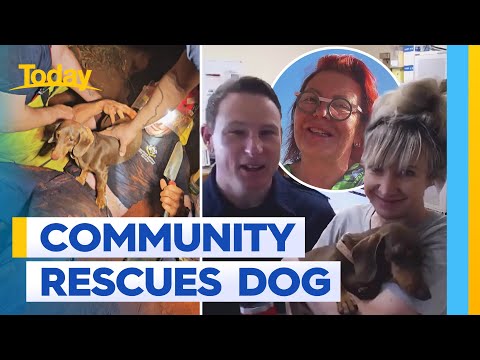 Community rallies to help rescue sausage dog from rabbit hole | Today Show Australia