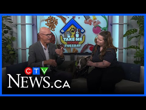 Sweet, 7-year-old dog, Thor, looking for a home – YouTube