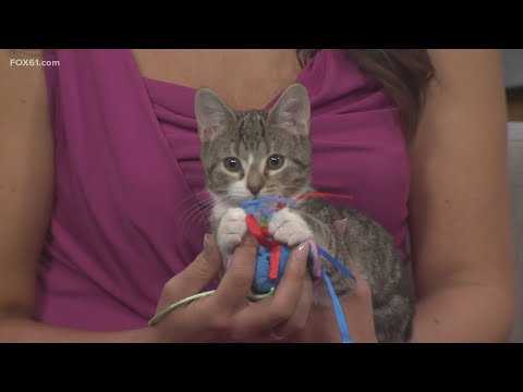 Pet on the Set: Courtney the cat – YouTube