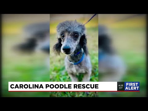 4 Legged Friends – Meet Bullet! – YouTube