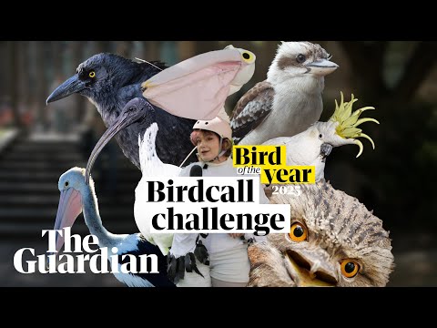 Can you guess the Australian birdcall? – YouTube