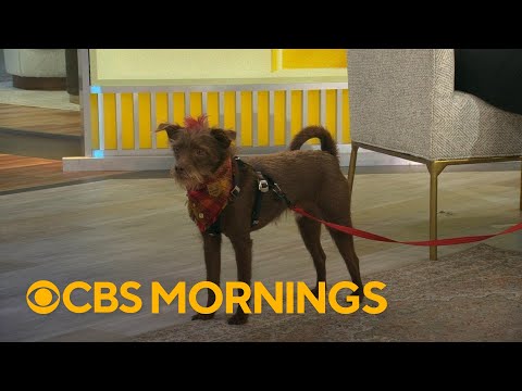 Meet Bastian, winner of "People's" World's Cutest Rescue Dog Contest – YouTube