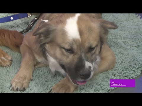 Lucky Spot Rescue | Great Day SA – YouTube