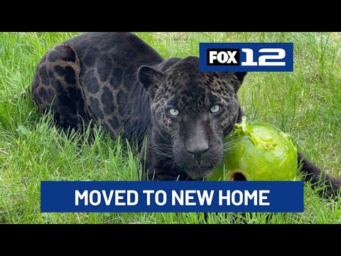 Former tourist photo op at Oregon roadside zoo, jaguar 'Louie' finds new freedom at sanctuary