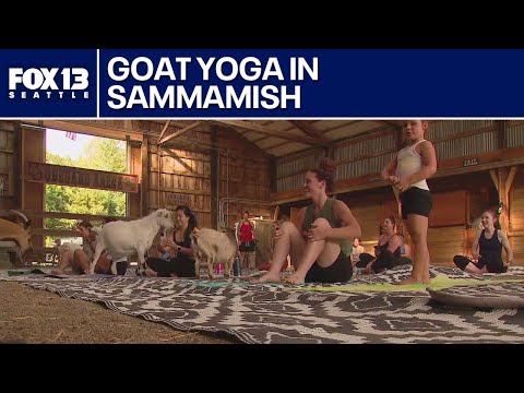 Goat yoga for a great cause | FOX 13 Seattle – YouTube