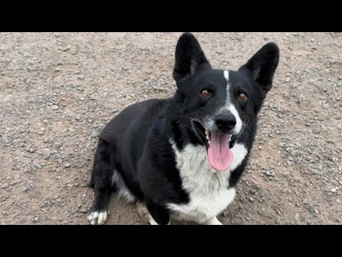 California Dog Reunites With Owner After Being Found In Chicago – YouTube