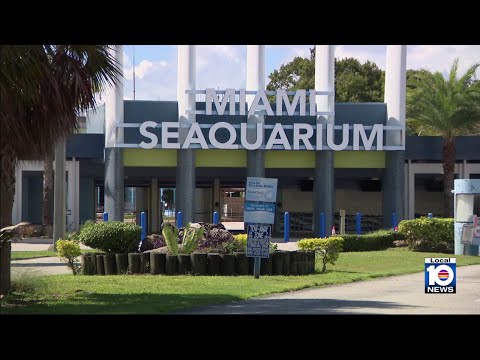 Exploring possible future for animals inside Miami Seaquarium, which is set to close in just days