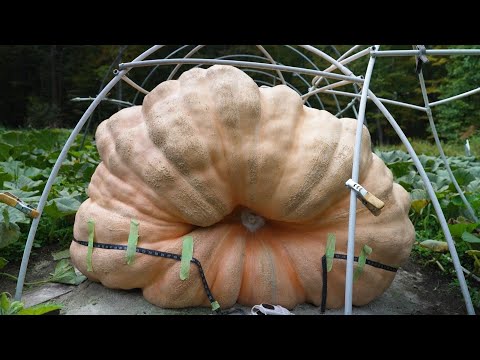 New York Man Grows Pumpkin Weighing 1,931 Pounds For Competition – YouTube
