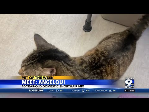 Pet of the Week: Angelou – YouTube
