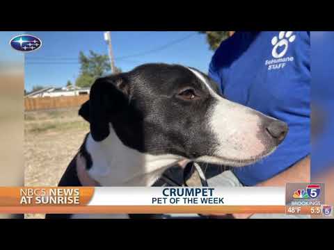 Pet Talk: Crumpet – YouTube