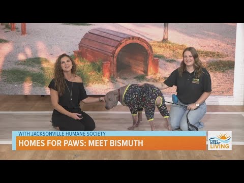Homes for Paws | Meet Bismuth – YouTube