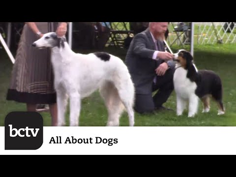 Berks County Kennel Club's Point Show Highlights | All About Dogs – YouTube