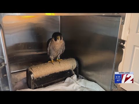 Rhode Island dentist saves peregrine falcon with broken beak – YouTube