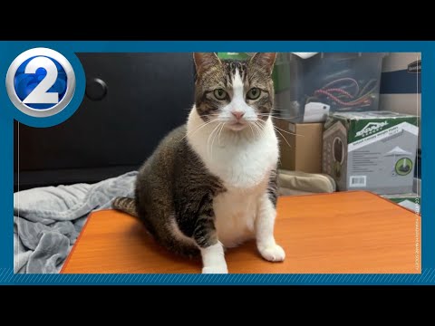 Sweet, affectionate Ashley needs a new family – YouTube