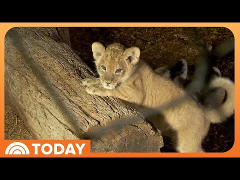 See 4 Adorable Lion Cubs Make Their Public Debut at Denver Zoo – YouTube