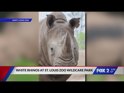 Five rhinos arrive at Saint Louis Zoo WildCare Park – YouTube